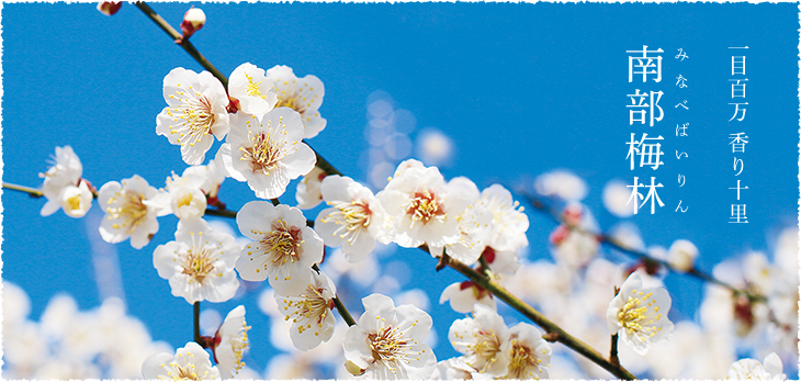 一目百万 香り十里 南部梅林